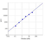 Amplite® Choline Quantitation Kit