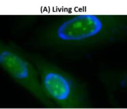 Kit Cell Navigator® de imágenes de ARN de células vivas  Fluorescencia verde