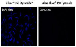 iFluor® 350 Styramide