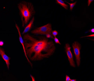 iFluor® 660 succinimidyl ester