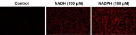 Kit Cell Meter™ de imágenes de fluorescencia de NADH/NADPH intracelular