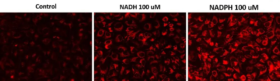 Kit Cell Meter™ de imágenes de fluorescencia de NADH/NADPH intracelular