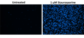 Kit de ensayo Cell Meter™ de apoptosis de fosfatidilserina