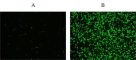 Kit de ensayo Cell Meter™ de apoptosis de fosfatidilserina