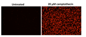 Kit de ensayo Cell Meter™ de apoptosis de fosfatidilserina