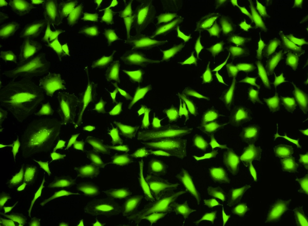 fluorescencia
