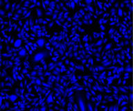 Kit de seguimiento de células vivas Cell Explorer™ *Fluorescencia azul*