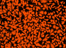 Kit de seguimiento de células vivas Cell Explorer™ *Fluorescencia naranja*
