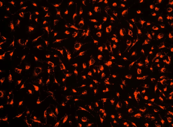 Kit de seguimiento de células vivas Cell Explorer