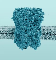 Membrane-protein